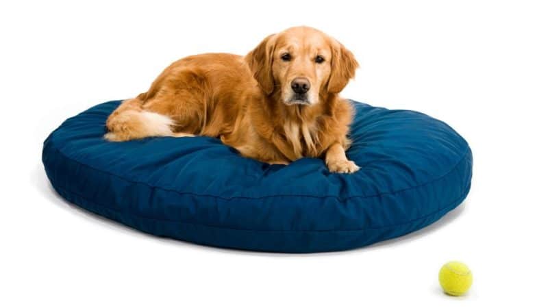 מיטת כלב אורטופדית