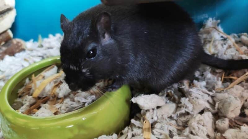 גרבילים אוכלים