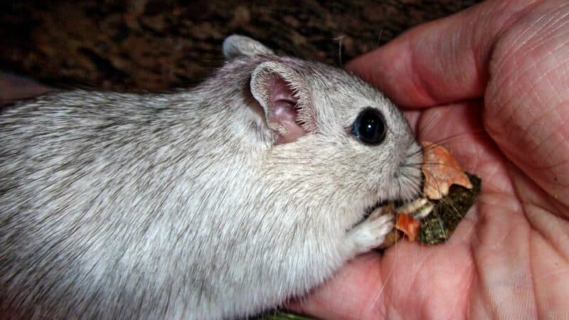 גרבילים אוכלים