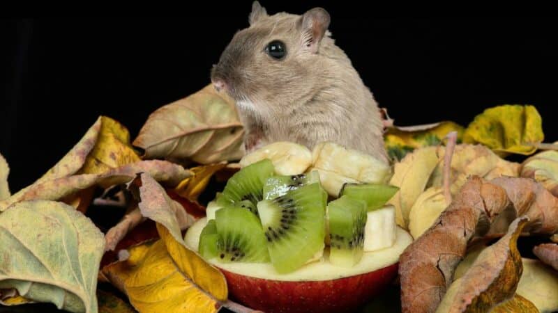 גרבילים אוכלים