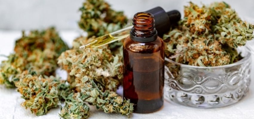שמן קנאביס וצמח