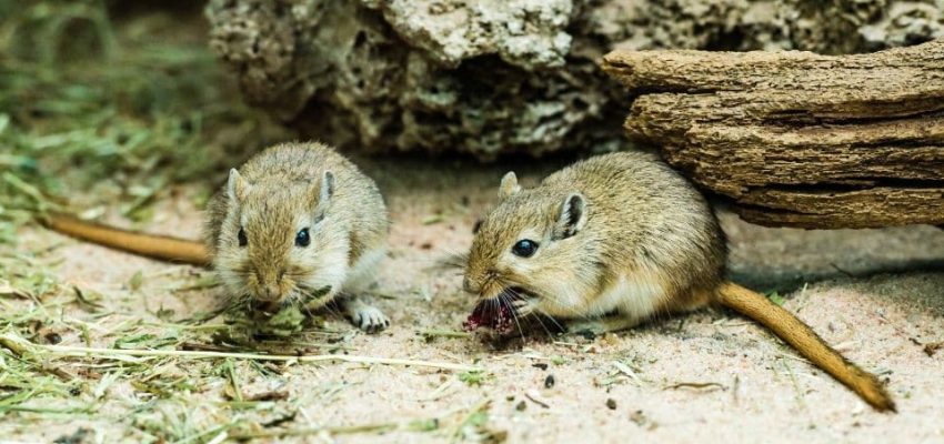 גרבילים אוכלים