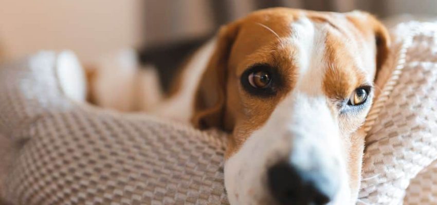 מיטת כלב אורטופדית